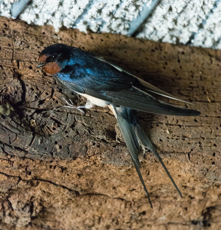 Hirondelle rustique