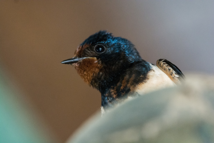 Hirondelle rustique