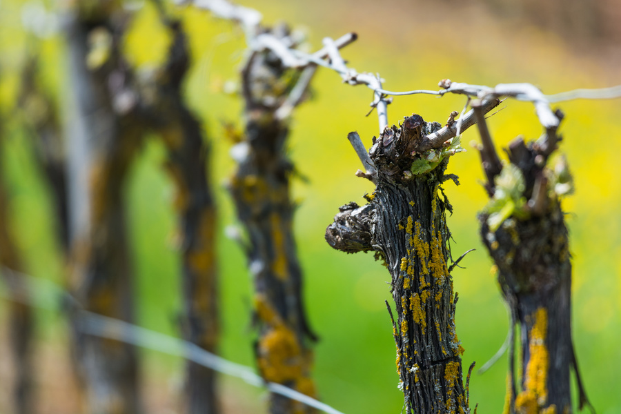 Vignes