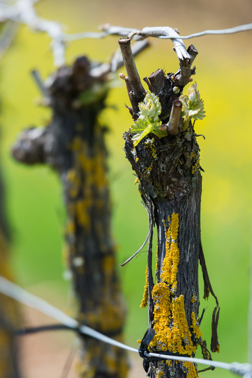 Vignes