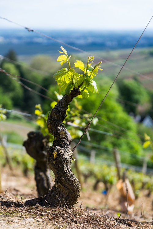 Vignes