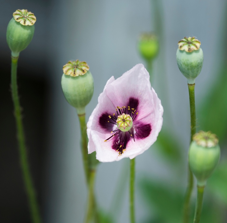 Pavots