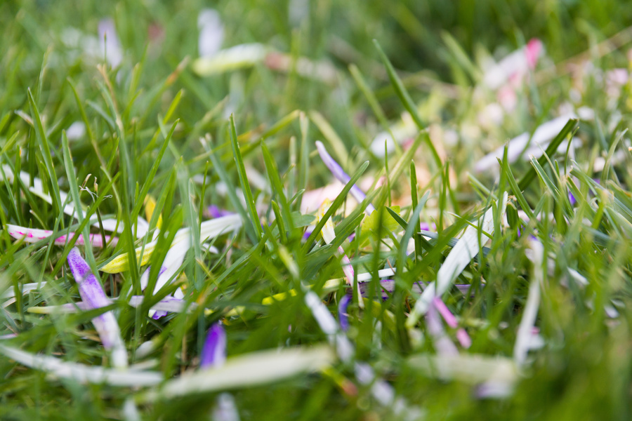 Herbe et pétales