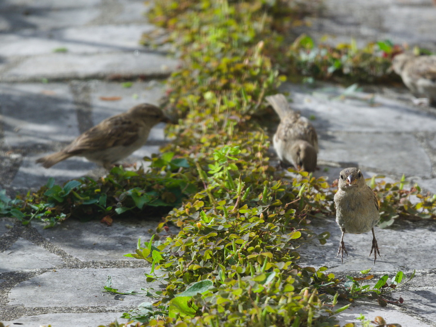 Moineau bondissant