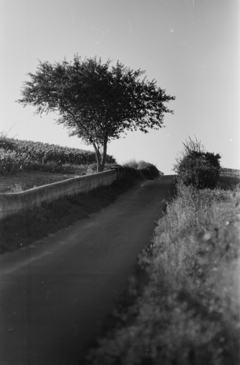 Chemin de vigne