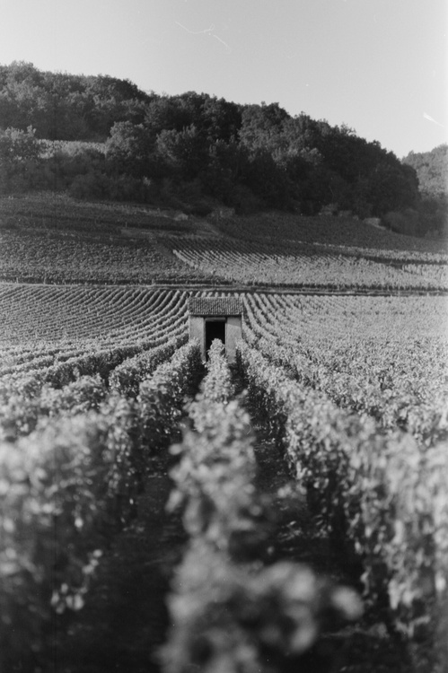 Vignes