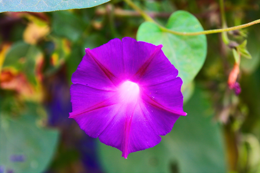 Fleur