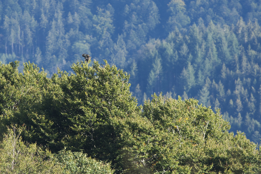 Rapace