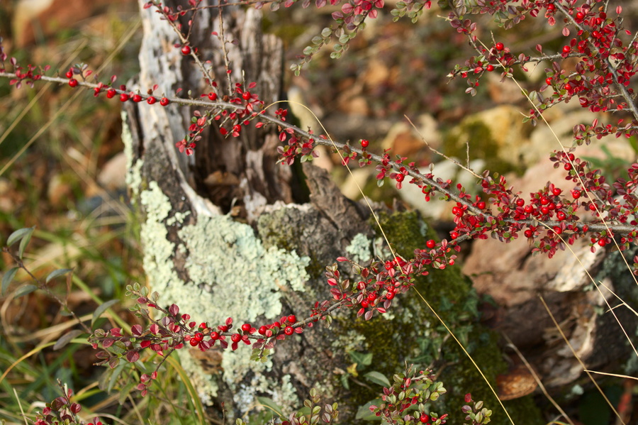 Baies rouges