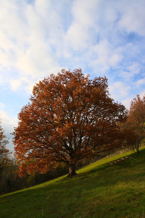 Arbre