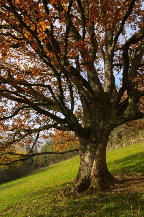 Arbre