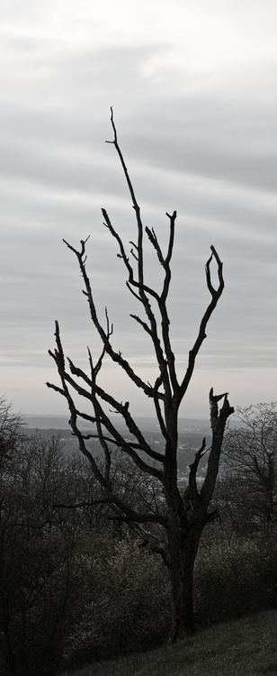 Arbre mort
