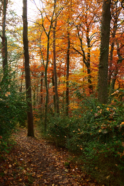 Forêt