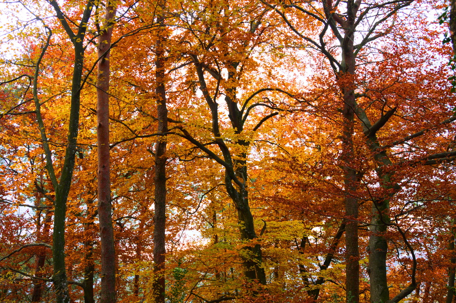 Automne