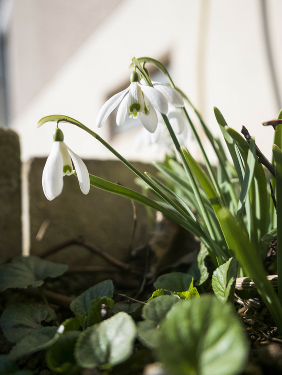 Perce-neige