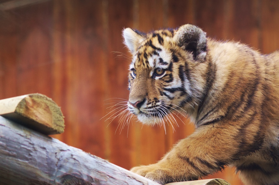 Tigre