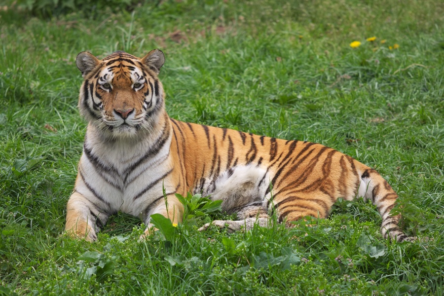 Tigre (femelle)