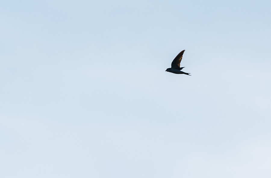 <s>Hirondelle</s>