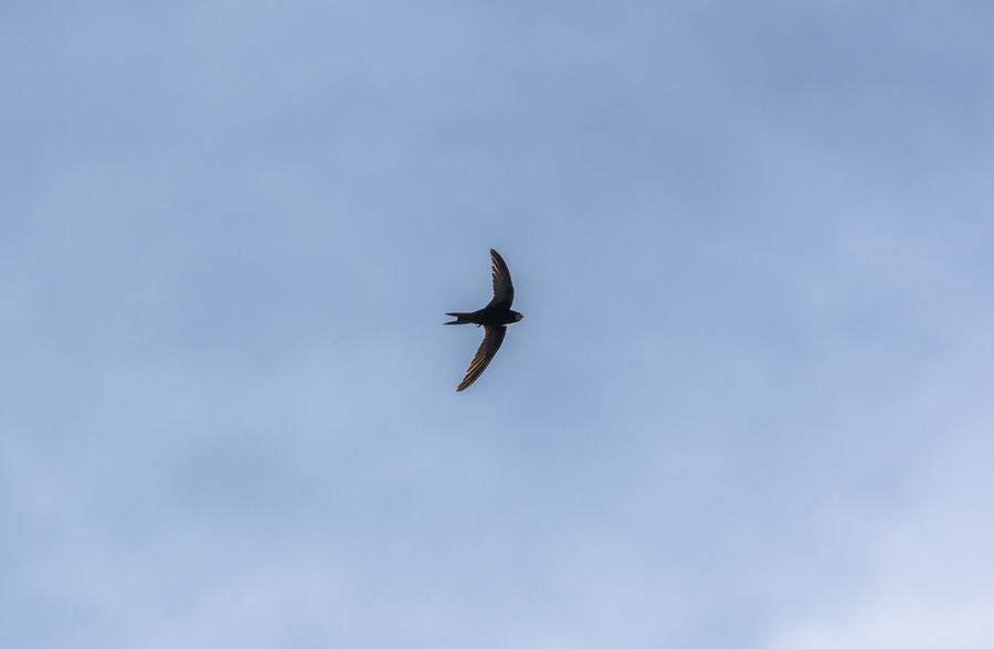 <s>Hirondelle</s>