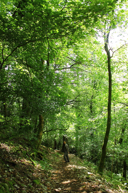 Descente