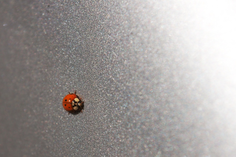 Coccinelle
