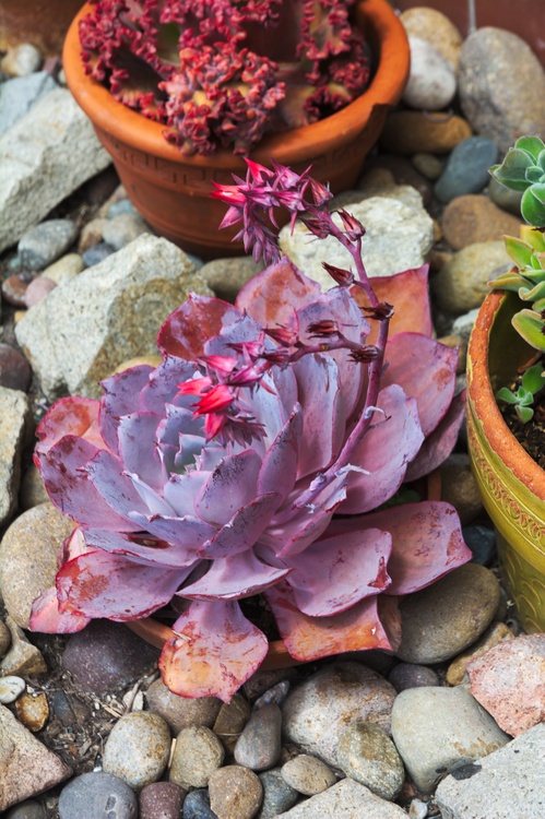 Plantes