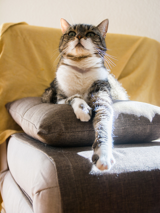 El gato