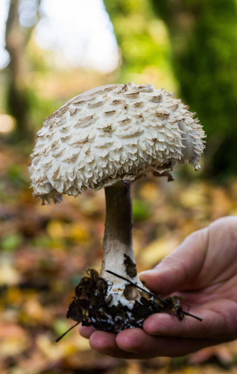 Champignon