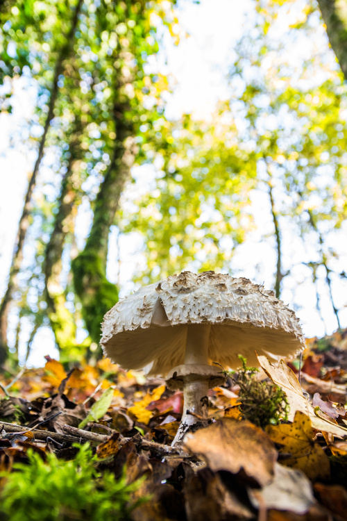 Champignon