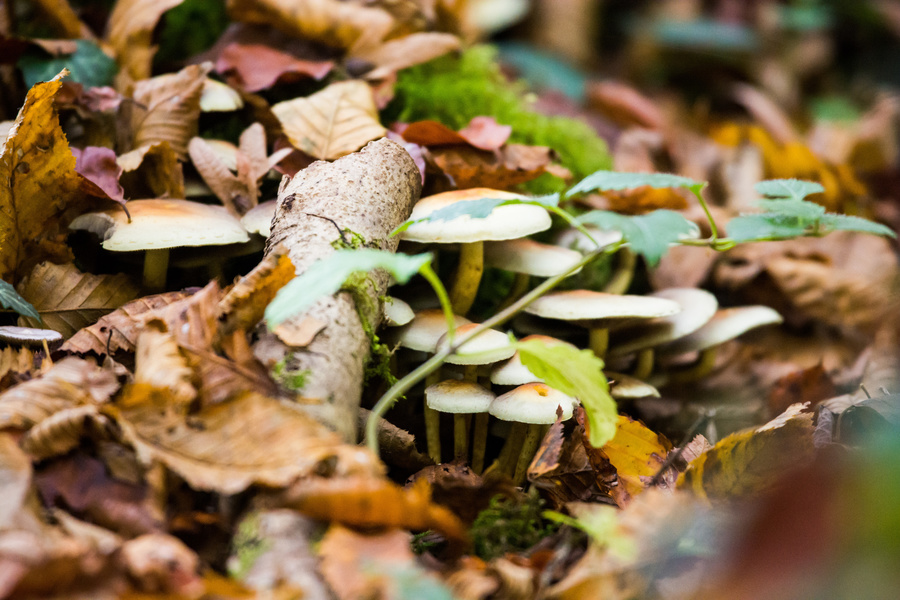 Champignons