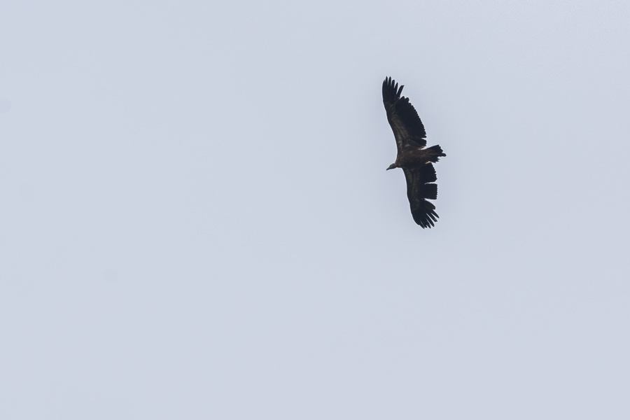 Vautour