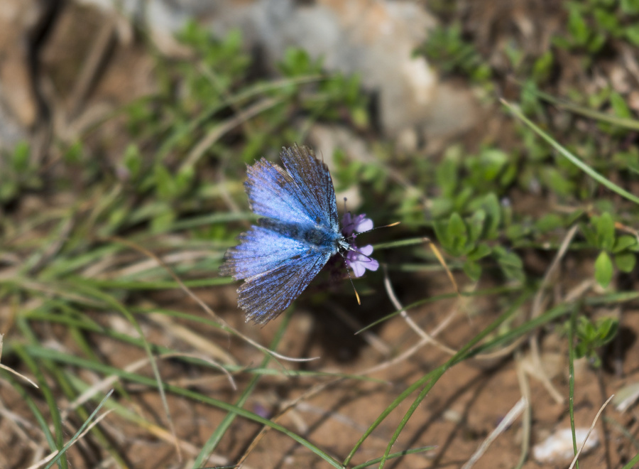 Papillon