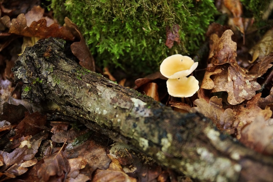Champis