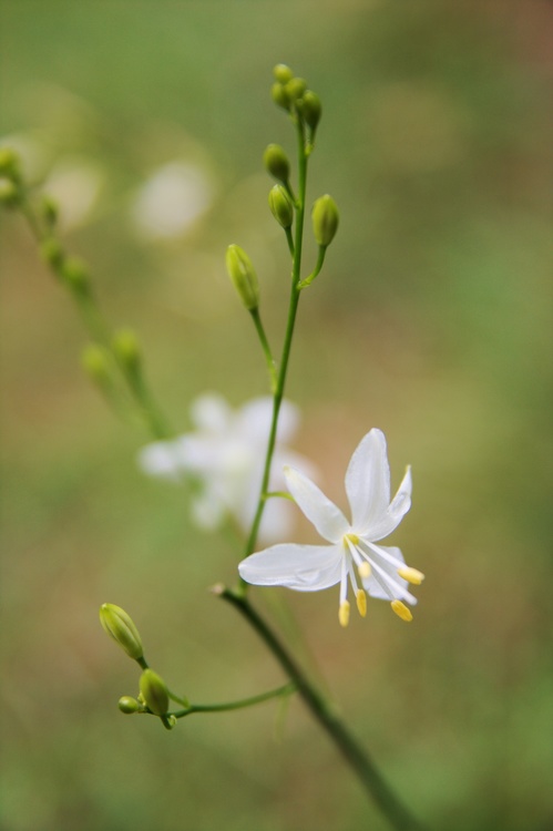 Fleurette