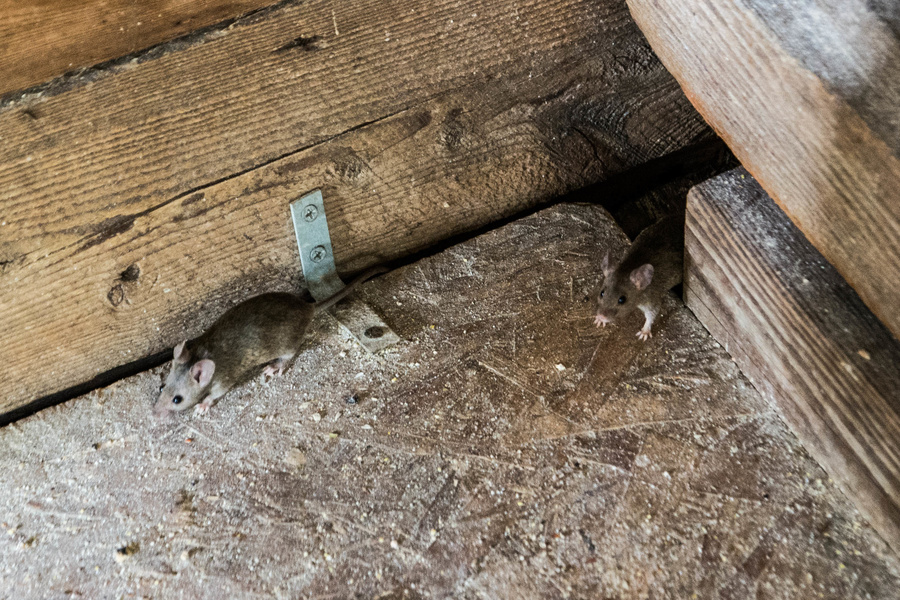 Souris