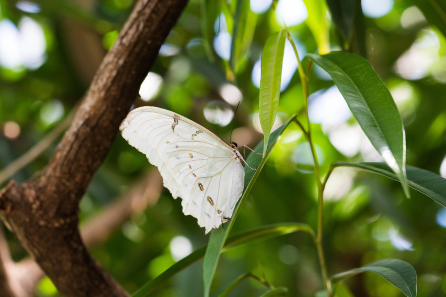 Papillon