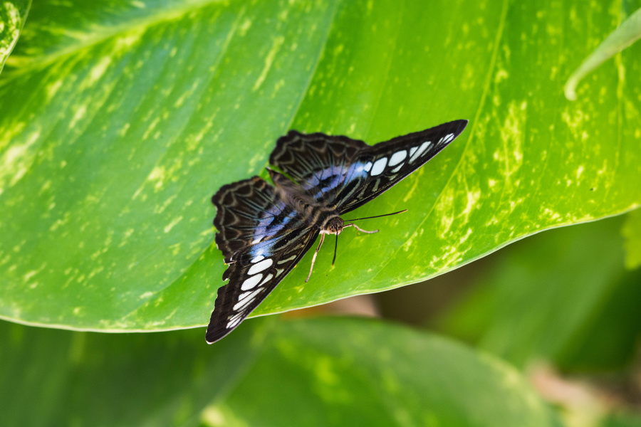 Papillon