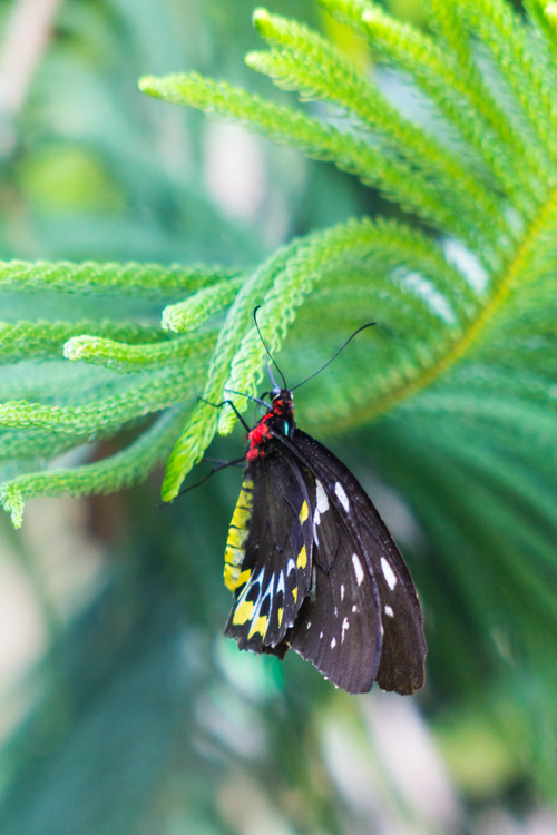 Papillon