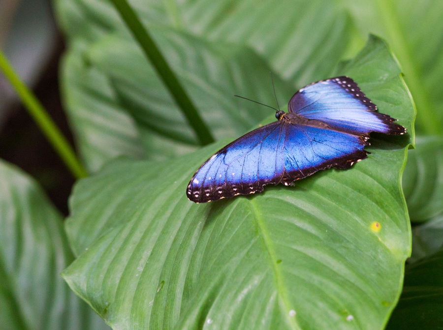 Papillon