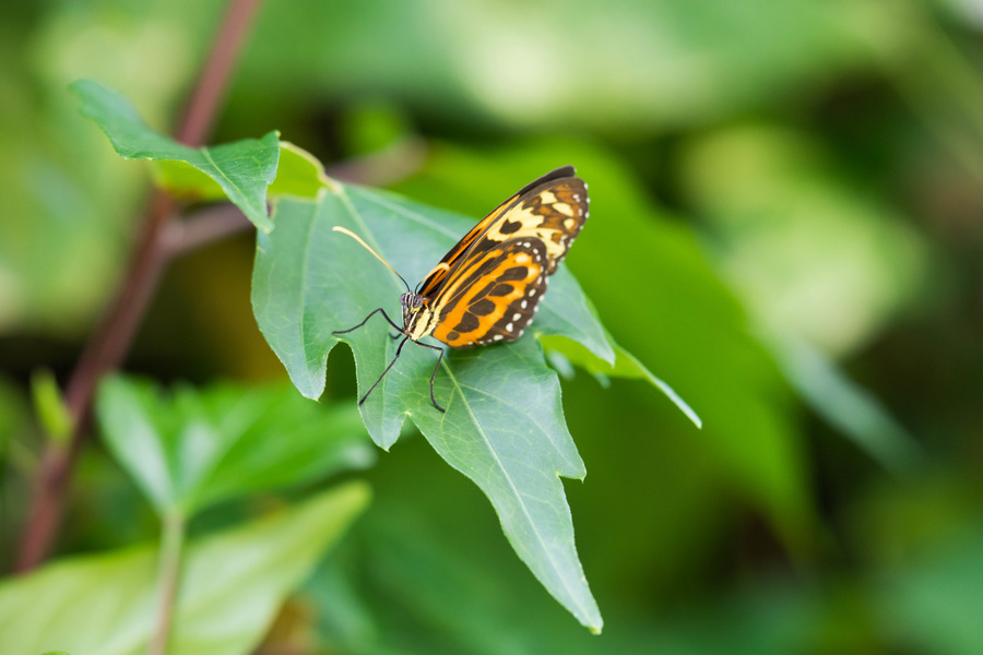 Papillon