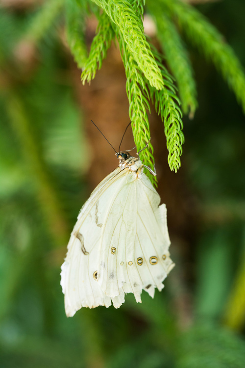 Papillon