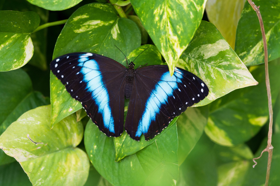 Papillon