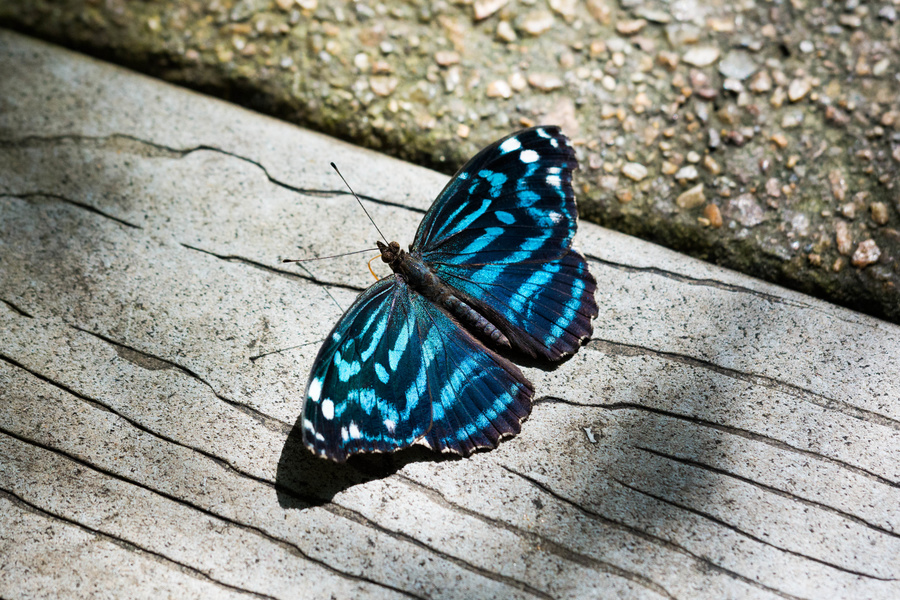 Papillon
