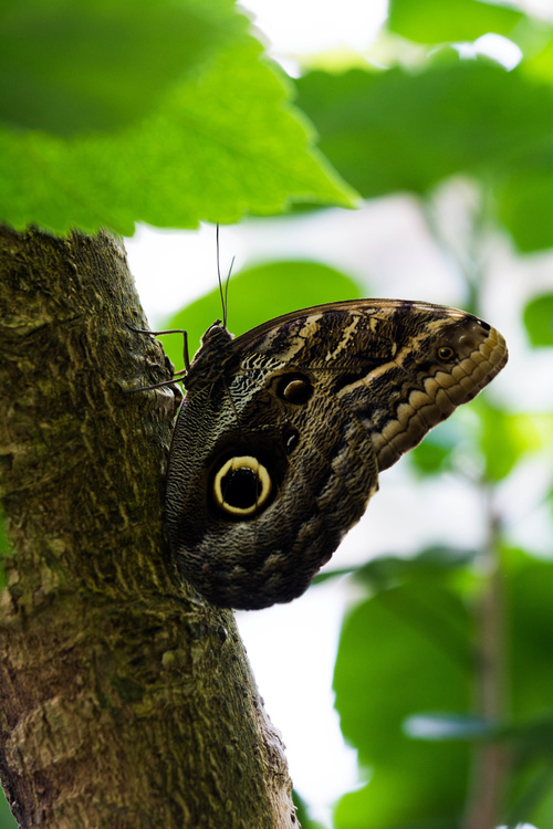 Papillon