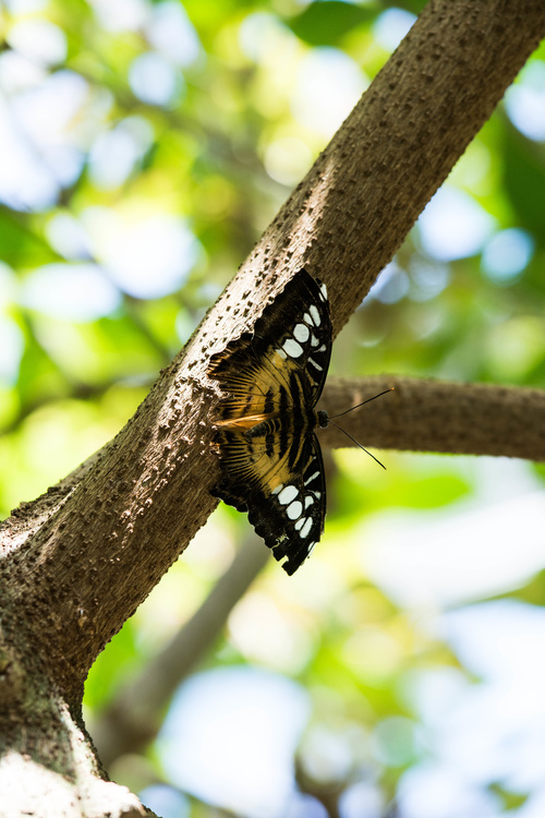 Papillon