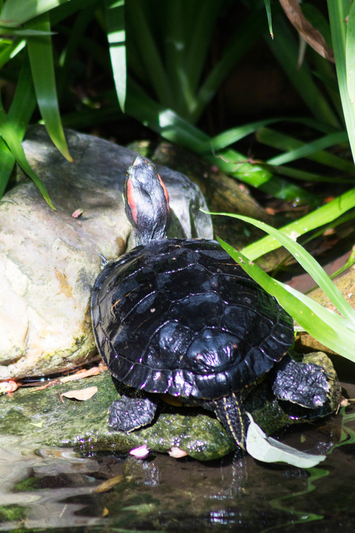Tortue