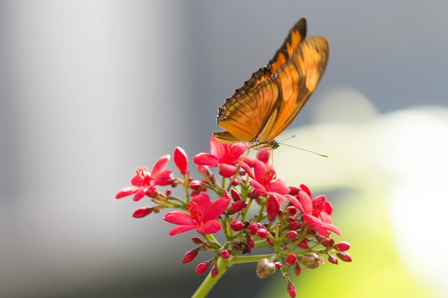 Papillon