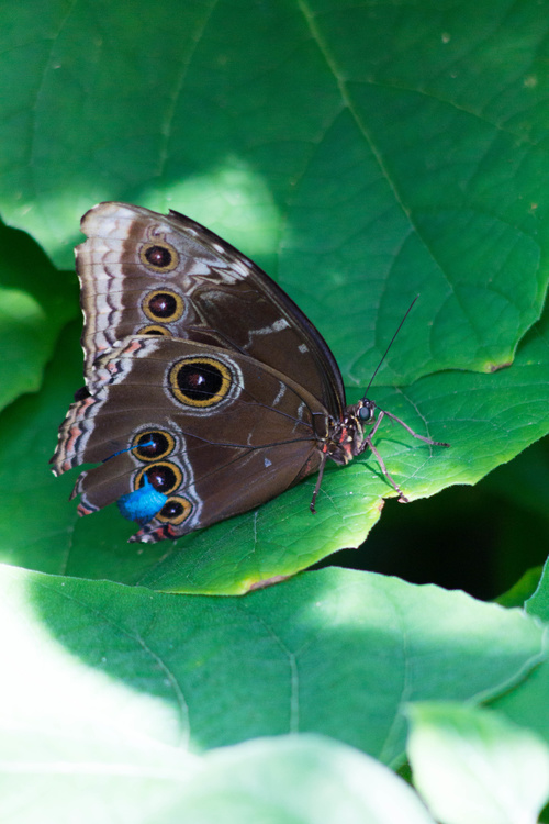 Papillon