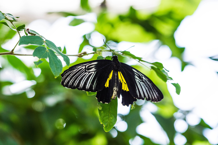 Papillon