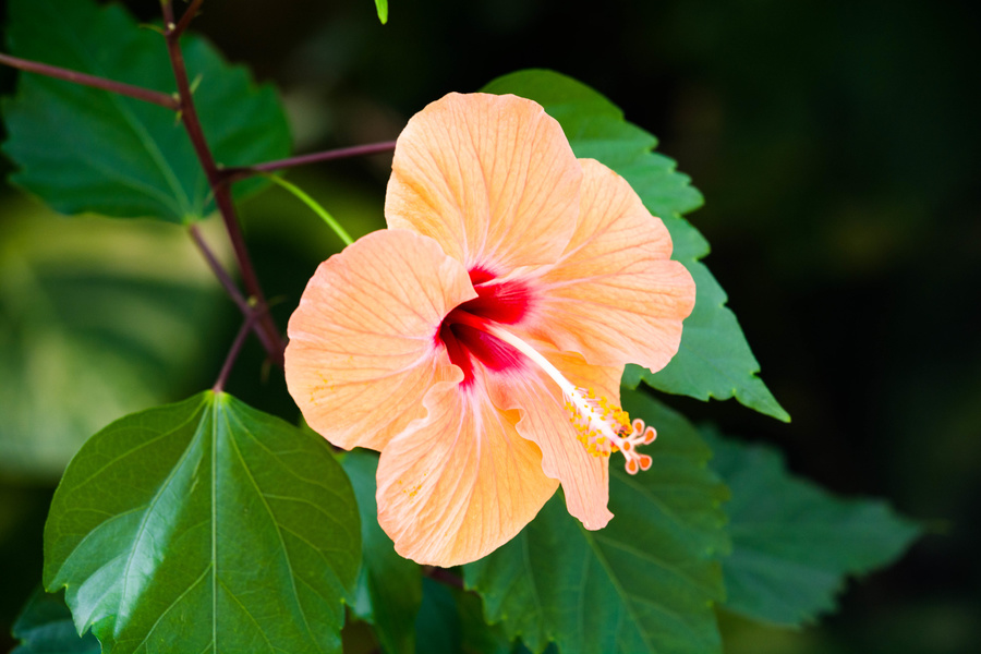 Hibiscus